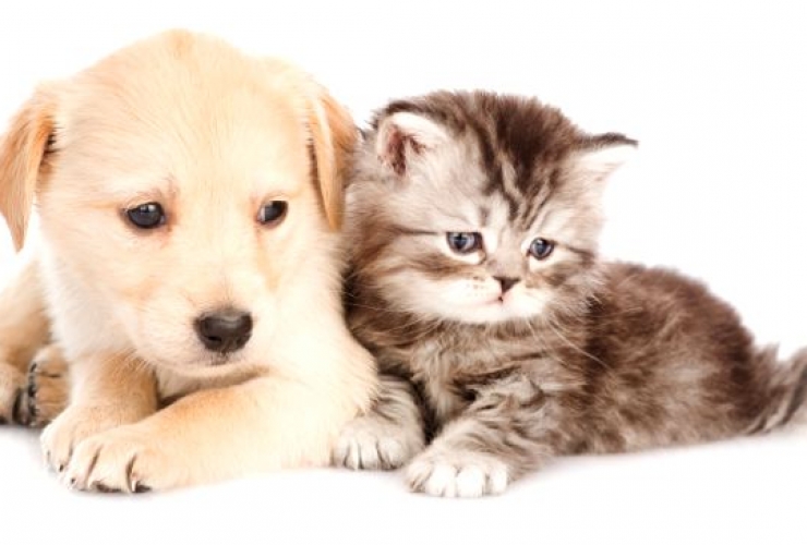 Почему кошки и собаки враждуют — Radio Star Five